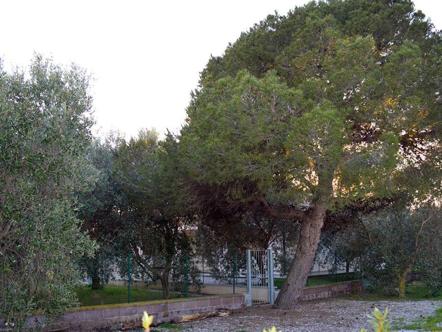 Agriturismo Olivomare Piombino Extérieur photo